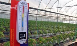 Zirai don alarmı: üreticiler teyakkuzda