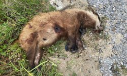 Avrupa porsuğu silahla öldürüldü