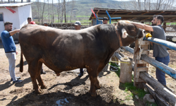Sivas’ta büyükbaş kurbanlıklar piyasaya çıktı