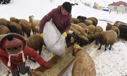Nisan karı besicileri zor durumda bıraktı