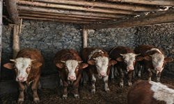 Hakkari'de doğal beslenen kurbanlıklar alıcı bekliyor
