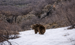 Hakkari’de kış uykusundan uyanan boz ayı görüntülendi