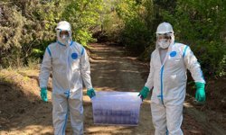 Ormanlara ‘terminatör böcek’ salındı