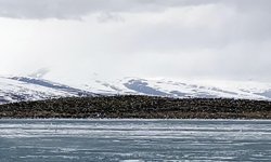 Çıldır Gölü, kuş cennetine döndü