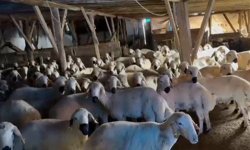 Tapusuz arazideki ev ve ahır mühürlendi