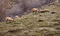 Hakkari'de dağ keçilerinin oyunu görüntülendi