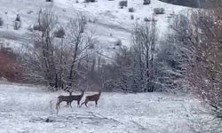 Erzincan Refahiye'de kızılgeyikler görüntülendi