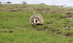 Yaralı porsuk tedavi altına alındı