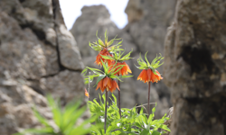 Hakkari'de canlanan doğa rengarenk çiçeklerle süslendi