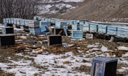 Hakkari'de ayılar 40 arı kovanını parçaladı
