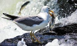 İnci kefalinin üreme göçüne sıkı takip