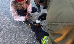 Yavru kediler mucizeyle kurtuldu