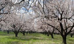 Iğdır Ovası kayısı çiçekleriyle beyaza büründü