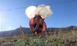 Kurt kulağı çiçekleri meraları süslüyor