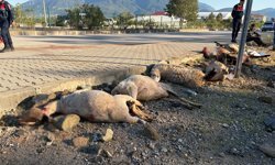 Motosiklet sürüye çarptı: 8 koyun öldü
