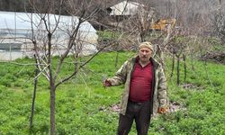 Hakkari’de meyve ağaçlarında budama mesaisi başladı