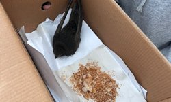 Öğrencilerin bulduğu ebabil koruma altında