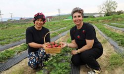 Organik çilekte hasat heyecanı başladı