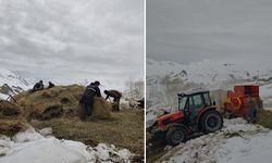 Hakkari’de kış uzadı, besiciler patoza sarıldı