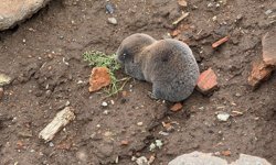 Sağanak sonrası kör fareler yüzeye çıktı