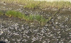 Gölette toplu balık ölümlerine inceleme