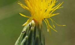 Tülüşah için alarm: Yok olma riski