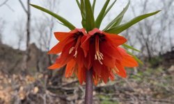 Hakkari'de açan ters laleler doğaya renk kattı