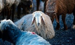 Kurban bağışında "sahte dernek" riski