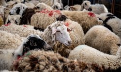 Yetiştiricilerden “kurban pazarında kira alınmasın” talebi