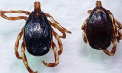 Sıcaklık arttı, kene uyarısı geldi