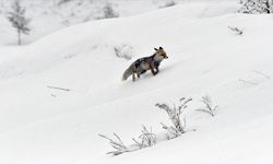 Kars ve Ardahan’da baharda kar sürprizi