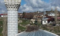 Cami kubbesi 14 yıldır leyleklere yuva