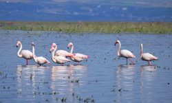 Marmara Gölü yıllar sonra yeniden canlandı