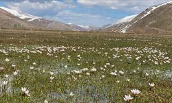 Bitlis’te çiğdemler açtı, doğa renklendi