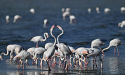 Van'da jandarma, flamingolar için 7/24 denetimde