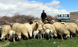 Van’da Norduz koyunlarında doğum heyecanı