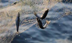 Van Gölü'nde İnci Kefali için ağlar son kez çekiliyor