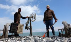 İnci kefali üreme sezonuna güçlü giriyor