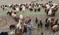 Dronla sürüyü 30 saniyede topladı