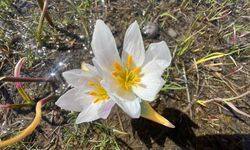 Yüksekova'da baharın müjdecisi kardelenler çiçek açtı