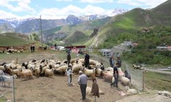 Hakkari'de kurbanlık hayvan çok alan yok!