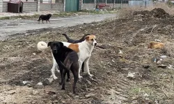 Van’da köpek saldırısı: 11 yaşındaki çocuk yaralandı