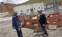 Hakkari'de kurbanlık satışları başladı, zabıta denetimleri sürüyor
