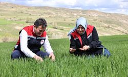 Yağışlar nedeniyle tarımda 'sarı pas' alarmı