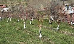 Hakkari’de meyve bahçelerinde haşerelerle mücadele başladı