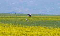 Hakkari'nin doğal zenginliklerinden Nehil Sazlığı kuşlarla canlandı