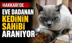 Hakkari’de British Shorthair kedinin sahibi aranıyor