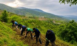 Şemdinli’de üzüm bağlarında sezon hareketliliği
