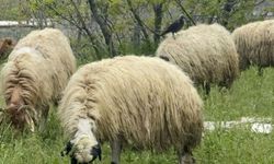 Hakkari’de uygun fiyata kurbanlık satışı başladı