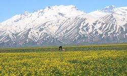 Yüksekova, baharla sarı renge büründü